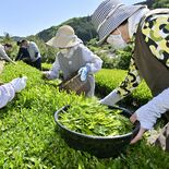 那珂川の茶畑で初摘み　新緑まぶしい山あいの段々畑