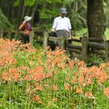 斜面彩るオレンジ色の花　みかも山公園でキツネノカミソリ見頃