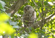 フクロウのひな、すくすく成長　元気な姿で魅了　野木神社
