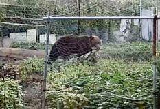 函館の家庭菜園にヒグマ１時間
