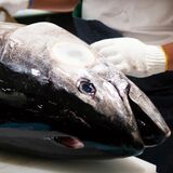 国産本マグロ、切りたてを販売　宇都宮のザ・グランドスパ南大門で15日に解体ショー　