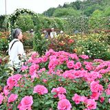 あしかがフラワーパークでバラ見頃　2500株咲き誇る