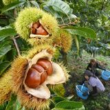 イガの中から秋の味覚　栃木県内でクリの収穫最盛期　今月末から直売予定