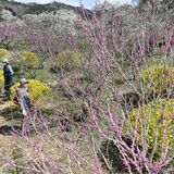 黄色やピンク…色鮮やかなの花のコントラスト　那珂川の「うえまる花の丘庭園」で見頃