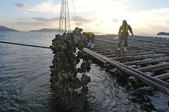 カキ養殖業者の経営支援へ