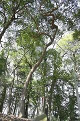 突如姿現した小山・龍神社の「御神木」　龍のように曲がったシラカシ　枯れ枝持ち帰るとたたりに？ 