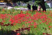 ヒガンバナ鮮やかに咲く　鹿沼