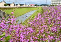 川沿い彩るミソハギ