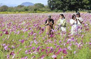 秋陽に輝く赤やピンク 高根沢の鬼怒グリーンパークでコスモス見頃