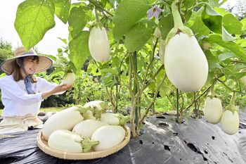 トロっとジューシー 「皮ごと食べられる」白ナス収穫本格化 高根沢