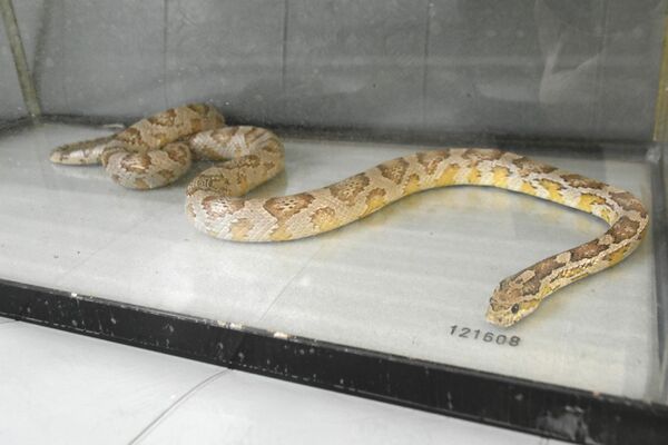 拾得物として捕獲されたヘビ＝26日午後１時20分、宇都宮中央署