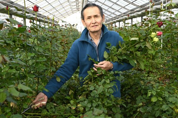 ハウス内でバラを摘み取る斎藤さん