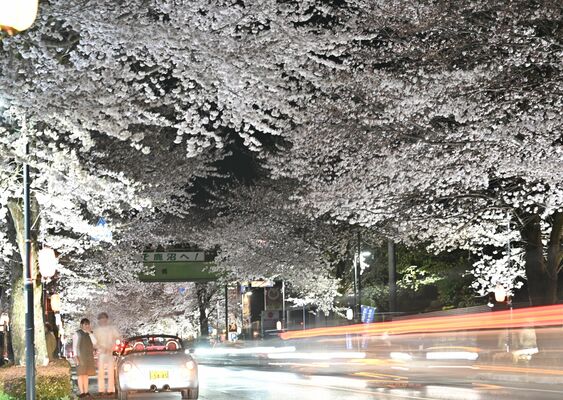 ライトアップされた桜並木