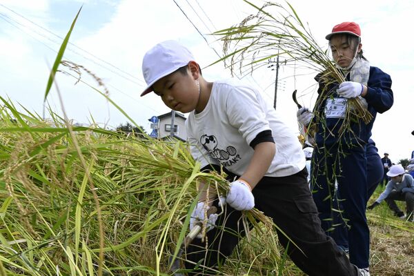 真剣な表情で稲刈りを体験する児童ら