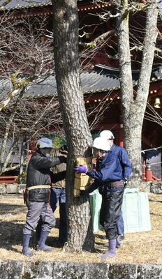 丁寧にこもを外す造園業者