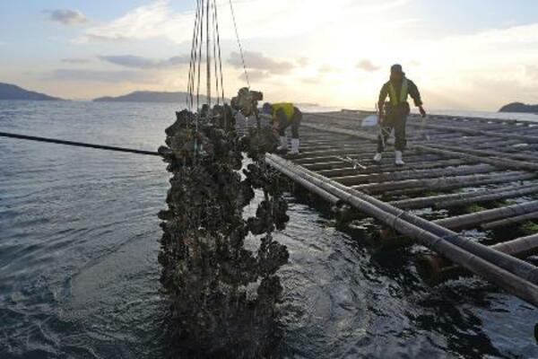 広島県呉市沖で水揚げされる養殖カキ=11月