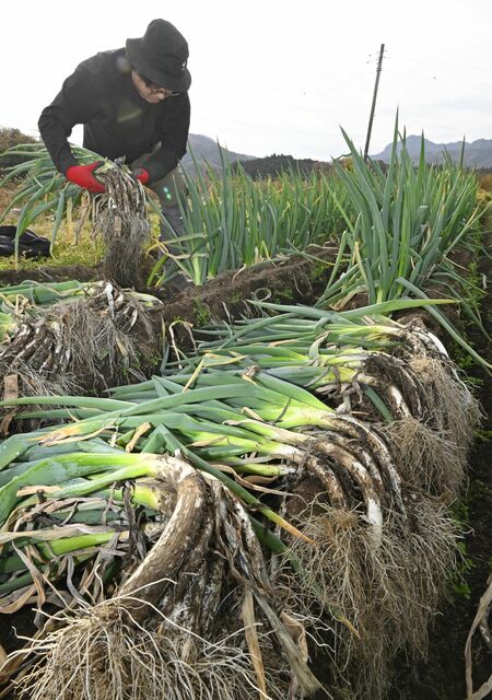 収穫が始まった新里ねぎ＝27日午後２時５分、宇都宮市新里町