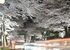 ライトアップされた桜並木