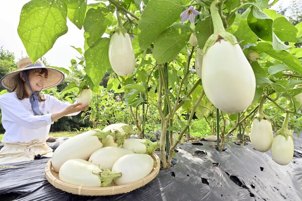 丸々と実った白ナスの収穫作業=27日午前8時45分、高根沢町大谷