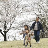 栃木県内桜便り2026　足利公園（足利）　150本ほぼ満開　ちょうちん…