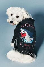 気仙沼名産、サメジャンはワン！ダフル