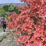 色鮮やか100本のツツジ　栃木・皆川城址公園　今月いっぱいが見頃