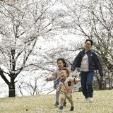 栃木県内桜便り2026　足利公園（足利）　150本ほぼ満開　ちょうちんでライトアップも