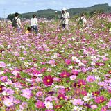 祭りは終わっても、コスモス畑は終わらない　道の駅ましこで20万本が見頃