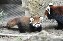 【夕刊】レッサーパンダの赤ちゃん公開
