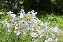 ヤマユリゆらり花盛り