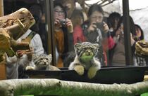 マヌルネコの赤ちゃん公開始まる　那須