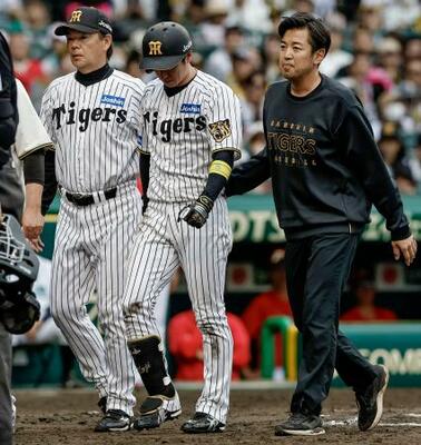 　８回、死球を受けベンチに下がる阪神・近本（中央）。途中交代となった＝甲子園