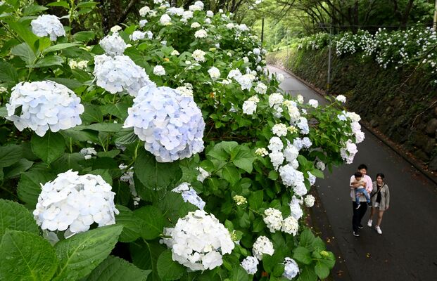 石垣の上から坂道を彩るアジサイ