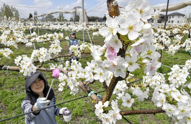 ナシの花が満開の中、ピークを迎えた人工授粉作業＝16日午前11時、宇都宮市氷室町