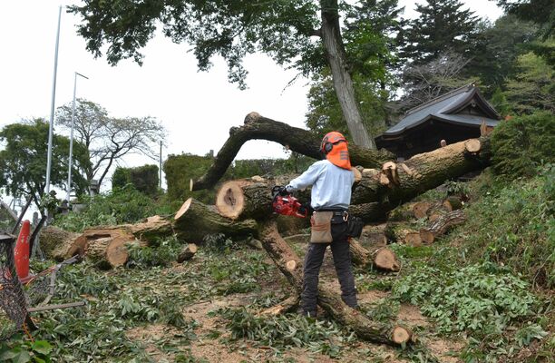 神社境内の倒木を撤去する氏子関係者＝21日午後１時40分、足利市迫間町