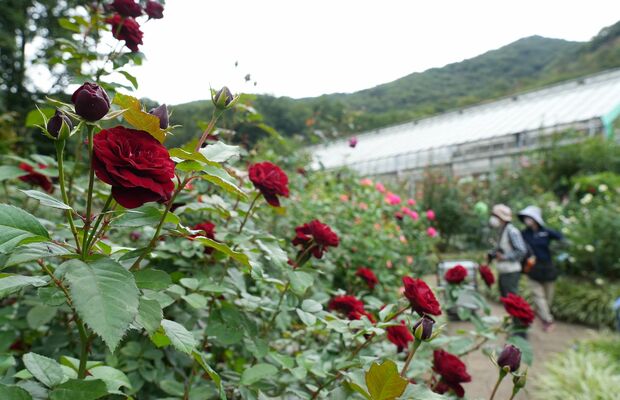 見頃を迎えているバラ