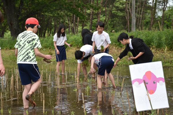 田植えをする児童たちと田植えアートで表現する牛の絵