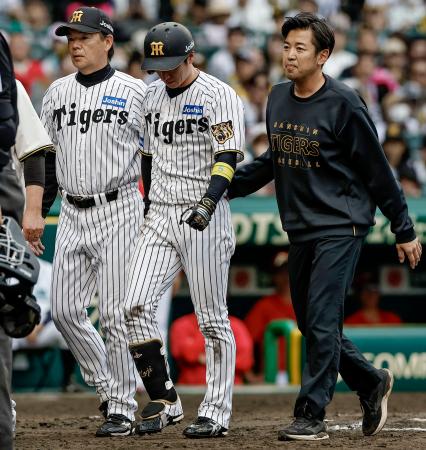 　８回、死球を受けベンチに下がる阪神・近本（中央）。途中交代となった＝甲子園