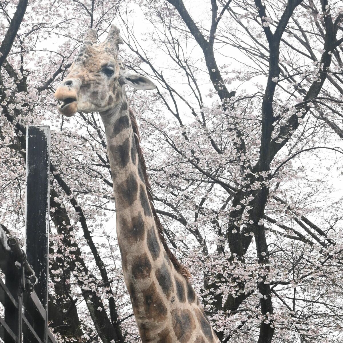 寝小屋増築でCF、1500万円達成 おじいちゃんキリン長生きしてね