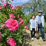 あしかがフラワーパークで秋バラ見頃　秋風に揺れる赤、ピンク、黄色　多彩…