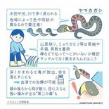 【人と社会と感染症　岡田教授のなるほど講座】（5）ヤマカガシ　２種類の…