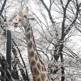 寝小屋増築でＣＦ、1500万円達成　おじいちゃんキリン長生きしてね　宇都宮動物園