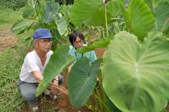 ＜87＞日本古来の味覚　サトイモ　郷愁誘う　素朴な甘み　乾燥対策や保存に工夫 