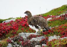 環境省、ライチョウ放鳥事業完了