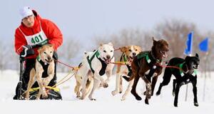 最北・稚内の雪原、犬ぞり疾走