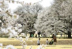 淡墨桜が見頃　下野の天平の丘公園　家族連れでにぎわう