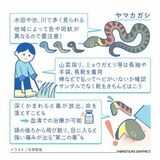 【人と社会と感染症　岡田教授のなるほど講座】（5）ヤマカガシ　２種類の猛毒持つ蛇　水田、草むらで出合うことも
