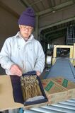 春の到来告げるワラビ　温度管理、土づくりを徹底