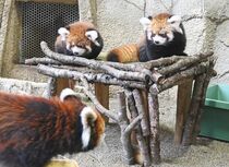 レッサーパンダの赤ちゃん２匹　那須どうぶつ王国で一般公開