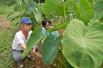 ＜87＞日本古来の味覚　サトイモ　郷愁誘う　素朴な甘み　乾燥対策や保存に工夫 
